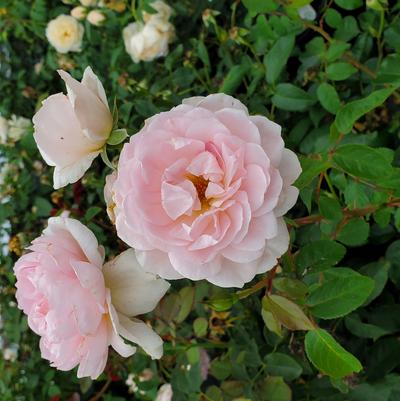 Rosa Silas Marner®