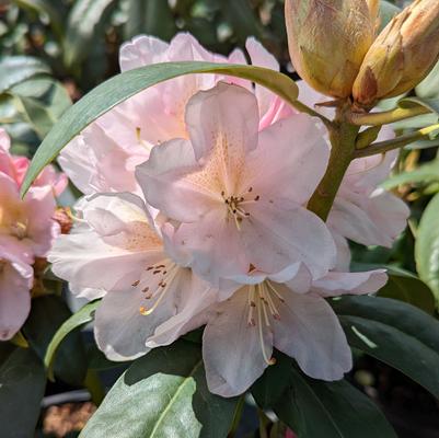 Rhododendron Holden's™ Peach