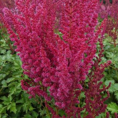 Astilbe chinensis You and Me Forever®