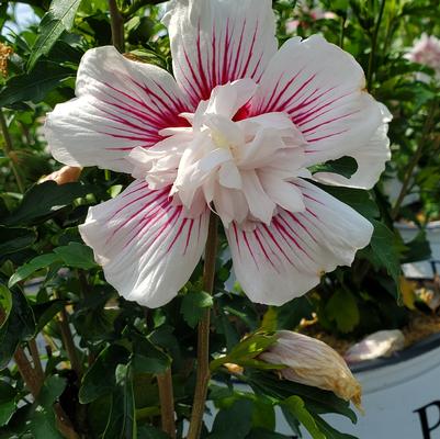 Hibiscus syriacus Starblast Chiffon™
