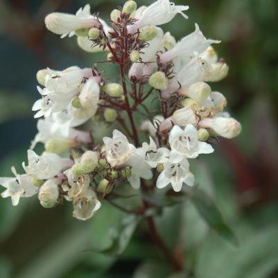 Penstemon digitalis Husker Red