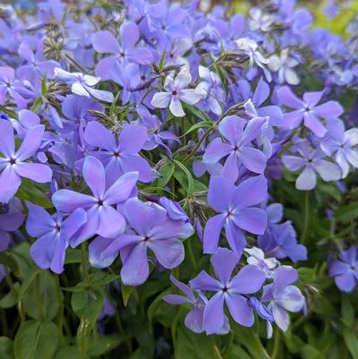 Phlox divaricata 'Blue Moon'