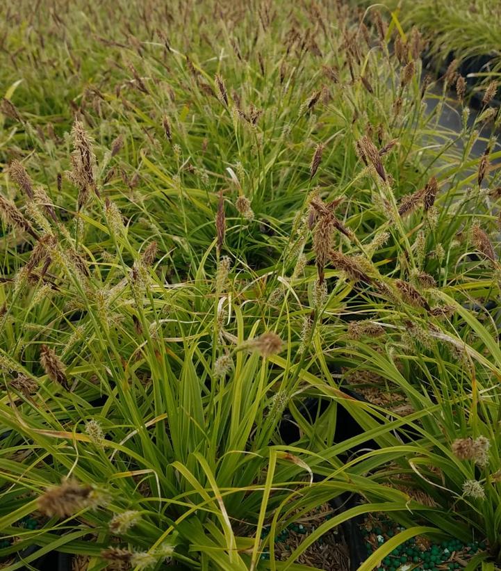 Carex oshimensis EverColor® 'Everlime'