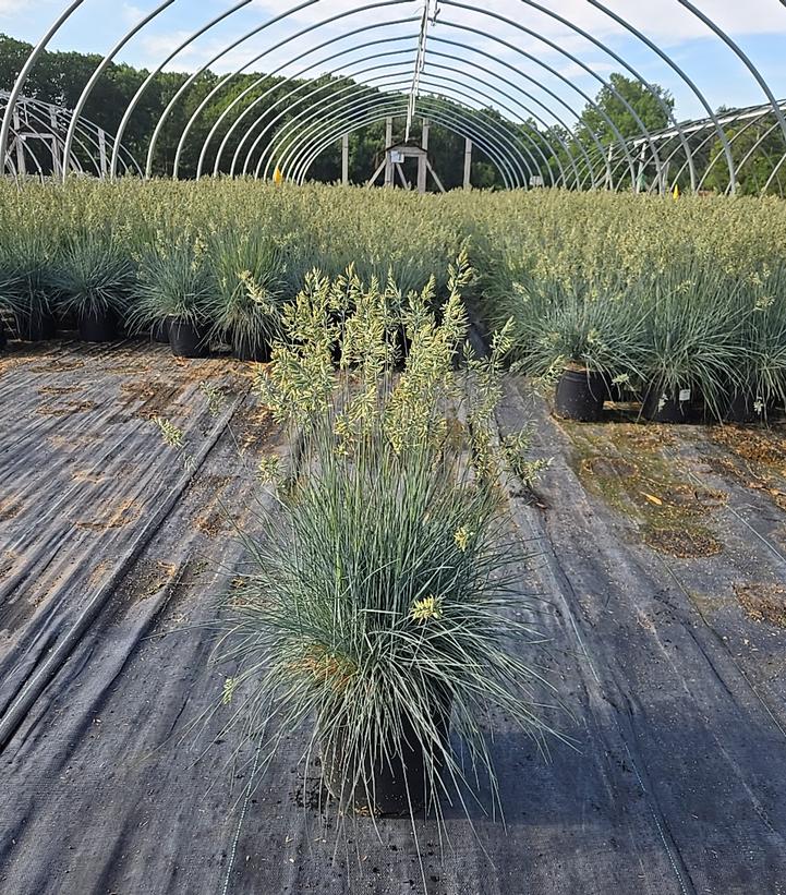 Festuca cinerea Elijah Blue