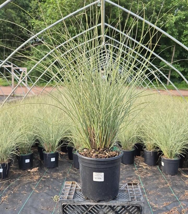 Miscanthus sinensis 'Morning Light'