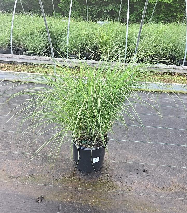 Miscanthus sinensis 'Adagio'