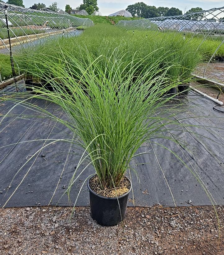 Miscanthus sinensis 'Gracillimus'