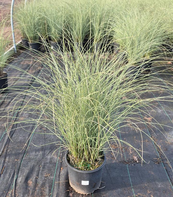 Miscanthus sinensis 'Morning Light'