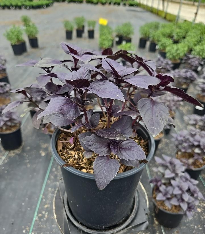 Ocimum basilicum Red Rubin