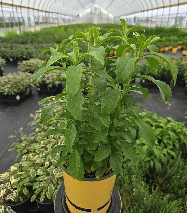 Stevia rebaudiana 