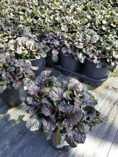 Ajuga reptans Black Scallop