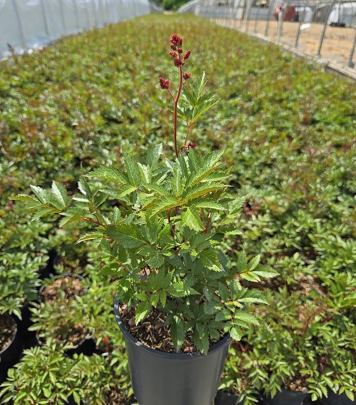 Astilbe japonica 'Montgomery'