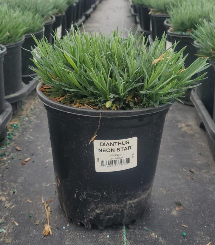 Dianthus Neon Star