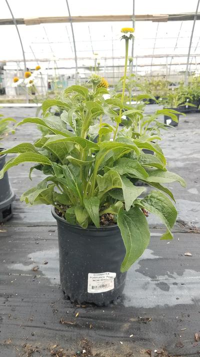 Echinacea Pow Wow® White