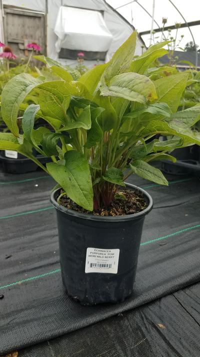 Echinacea Pow Wow® Wildberry