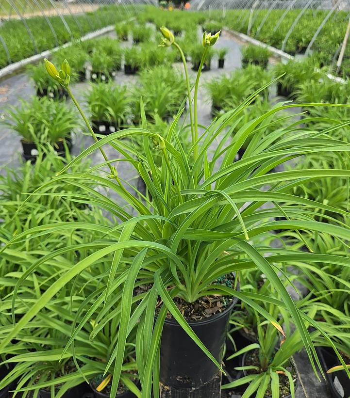 Hemerocallis Happy Returns