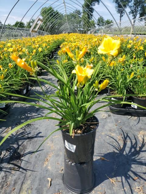 Hemerocallis Stella d'Oro