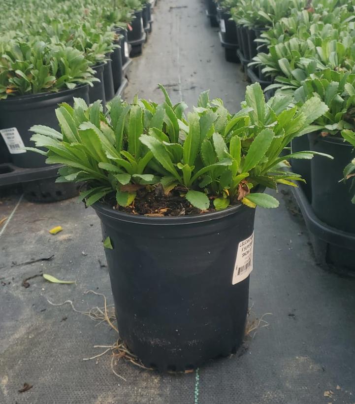 Leucanthemum superbum 'Snowcap'