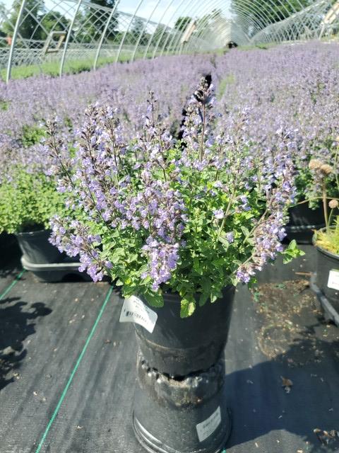 Nepeta faassenii 'Purrsian Blue'