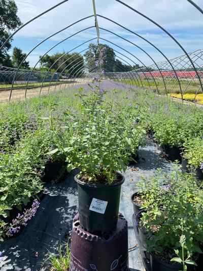 Nepeta racemosa 'Walkers Low'