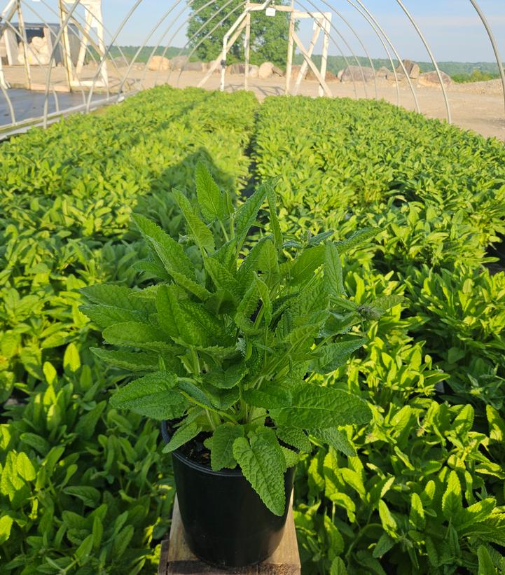 Stachys monieri 'Hummelo'