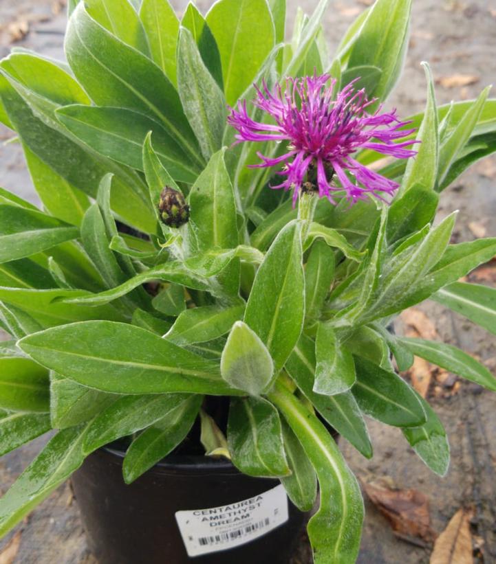 Centaurea 'Amethyst Dream'