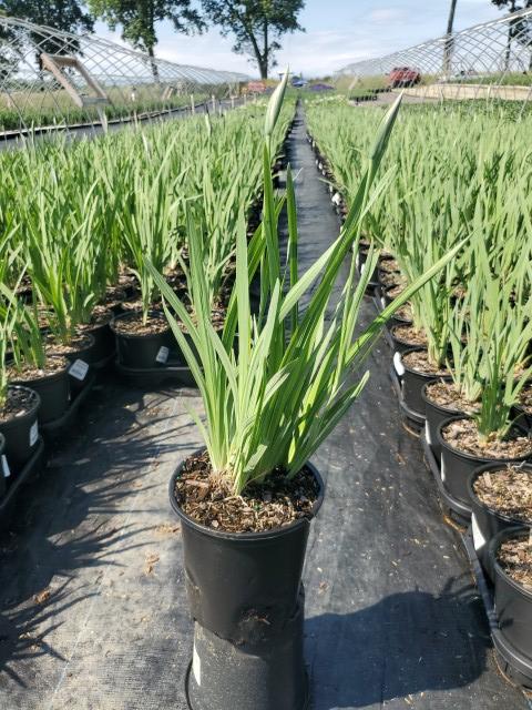 Iris ensata Variegata