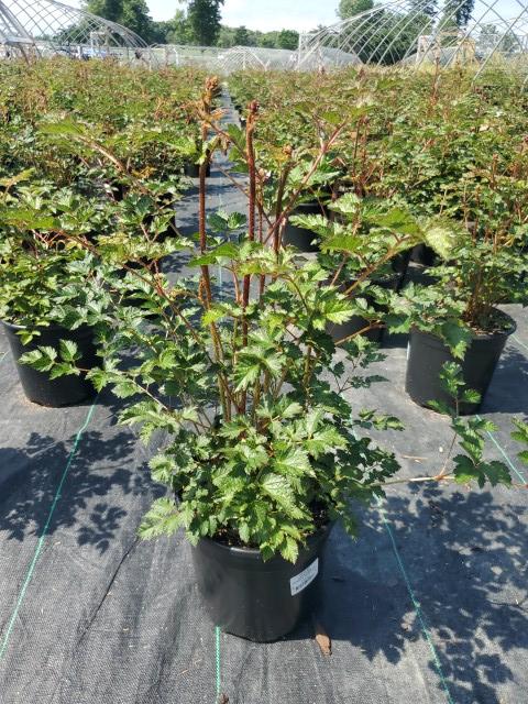 Astilbe chinensis Purple Candles