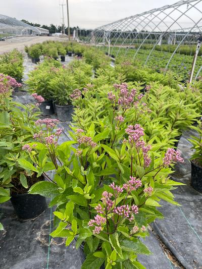 Eupatorium dubium 'Baby Joe'