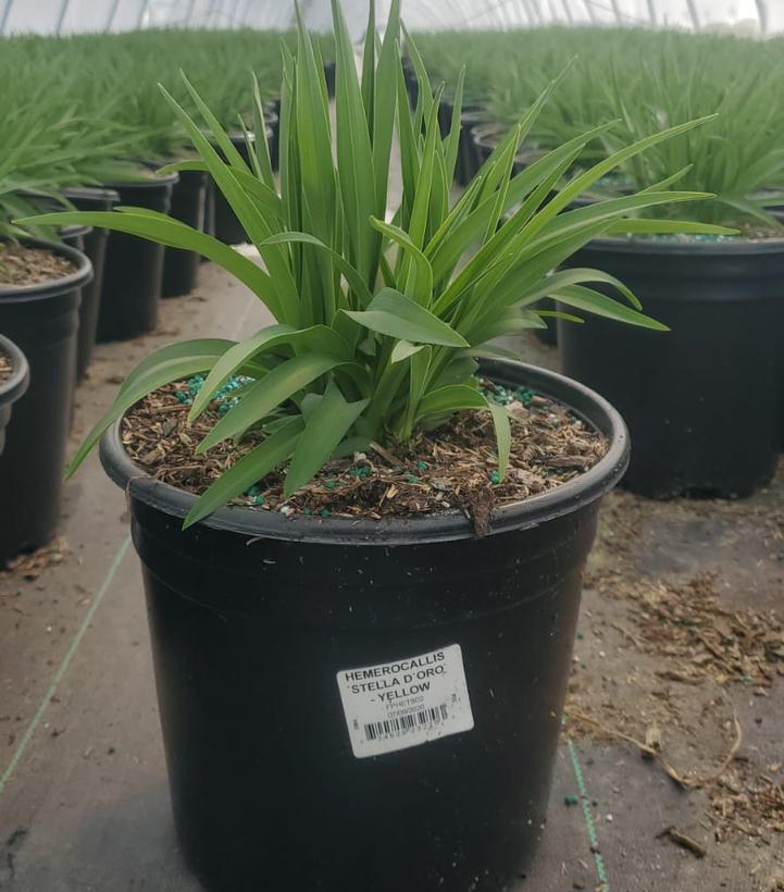 Hemerocallis Stella d'Oro