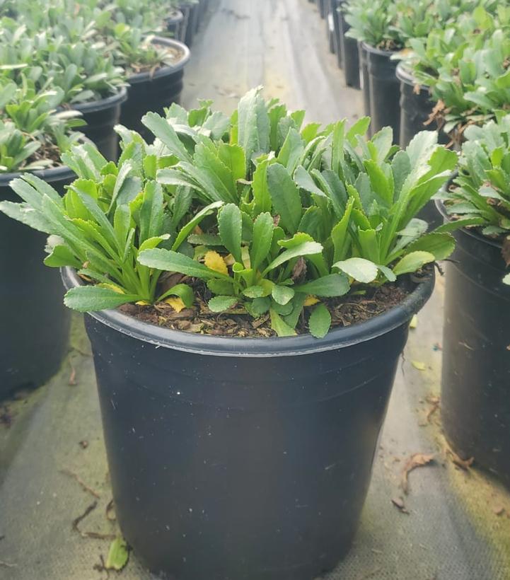 Leucanthemum superbum 'Snowcap'