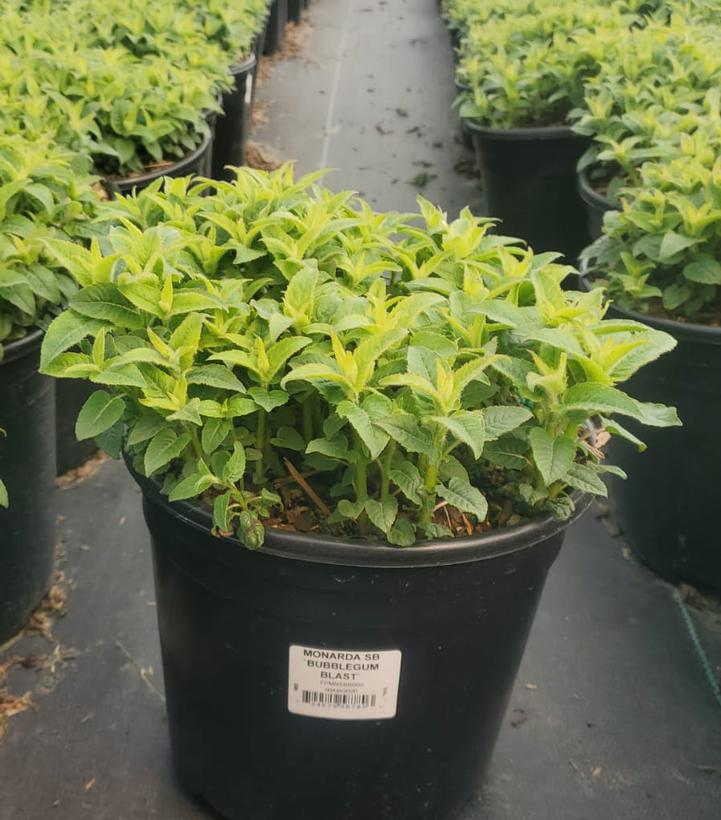 Monarda Sugar Buzz™ Bubblegum Blast