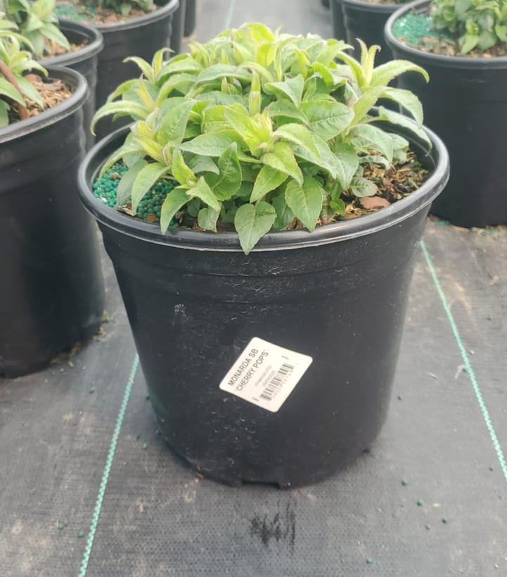 Monarda Sugar Buzz™ Cherry Pops