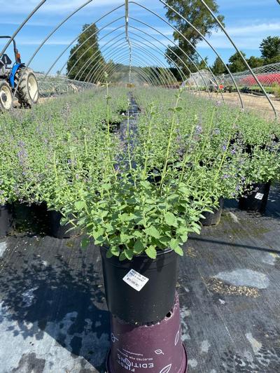 Nepeta Six Hills Giant