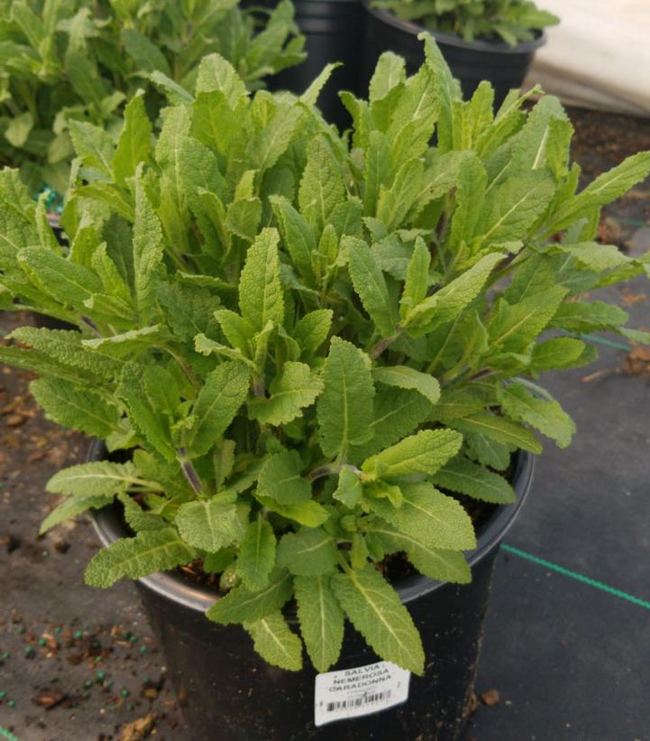 Salvia nemorosa Caradonna