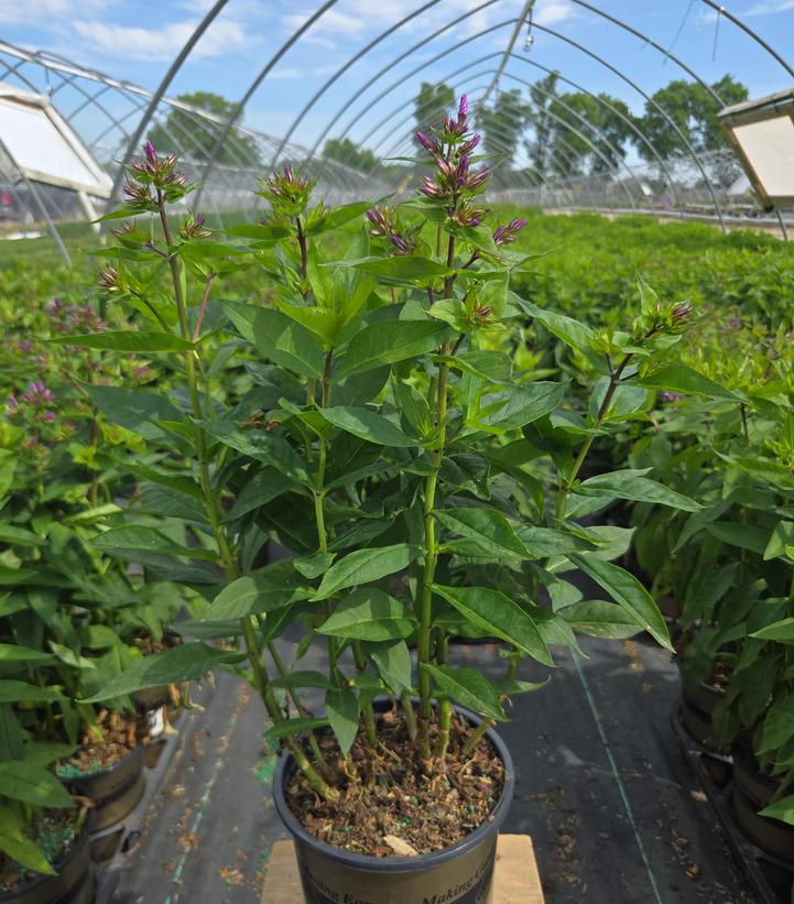 Phlox Volcano® Volcano® Purple with White Eye