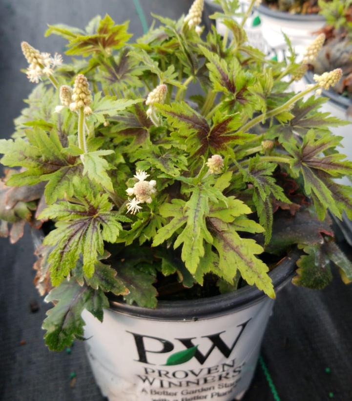 Tiarella hybrid Cutting Edge