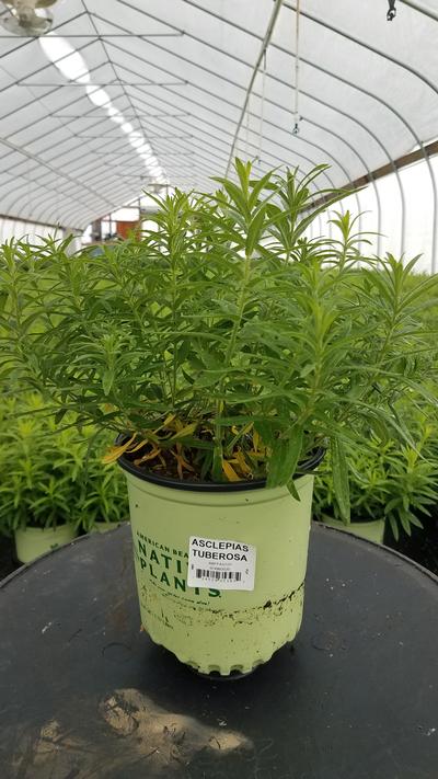 Asclepias tuberosa 