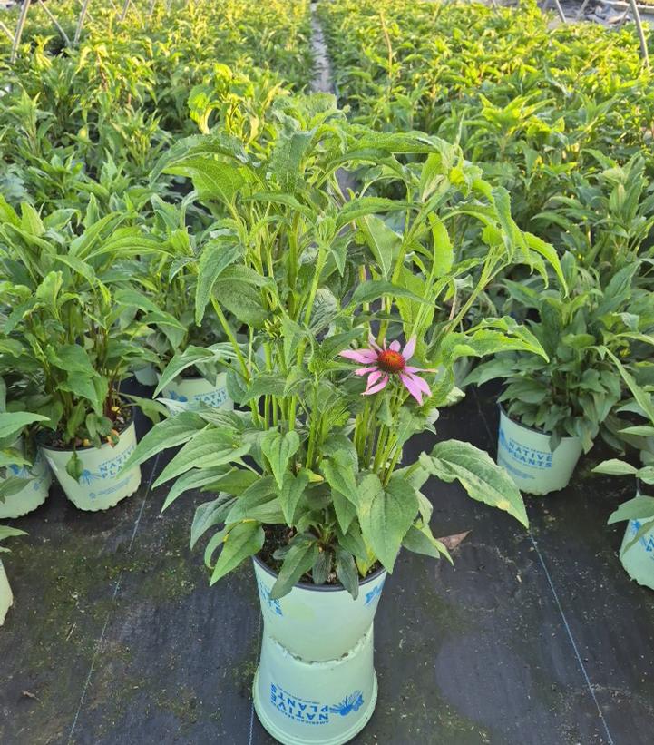 Echinacea purpurea 'Prairie Splendor'