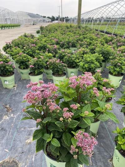 Eupatorium dubium Little Joe