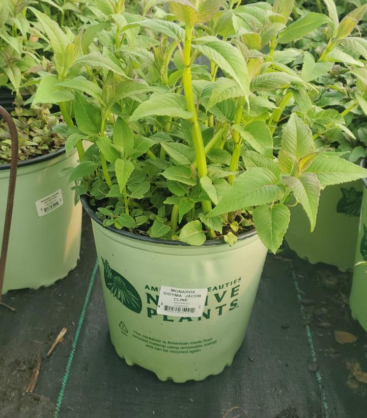 Monarda didyma 'Jacob Cline'