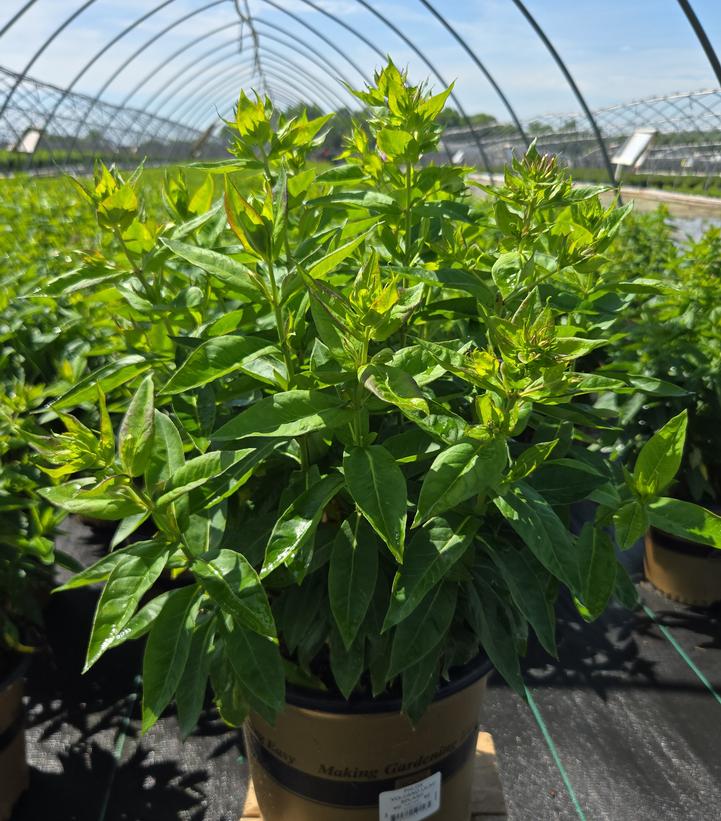 Phlox Volcano® Volcano® Lilac Splash