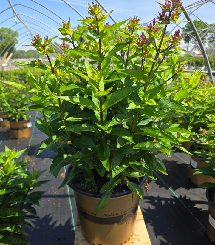 Phlox Volcano® Volcano® Purple with White Eye