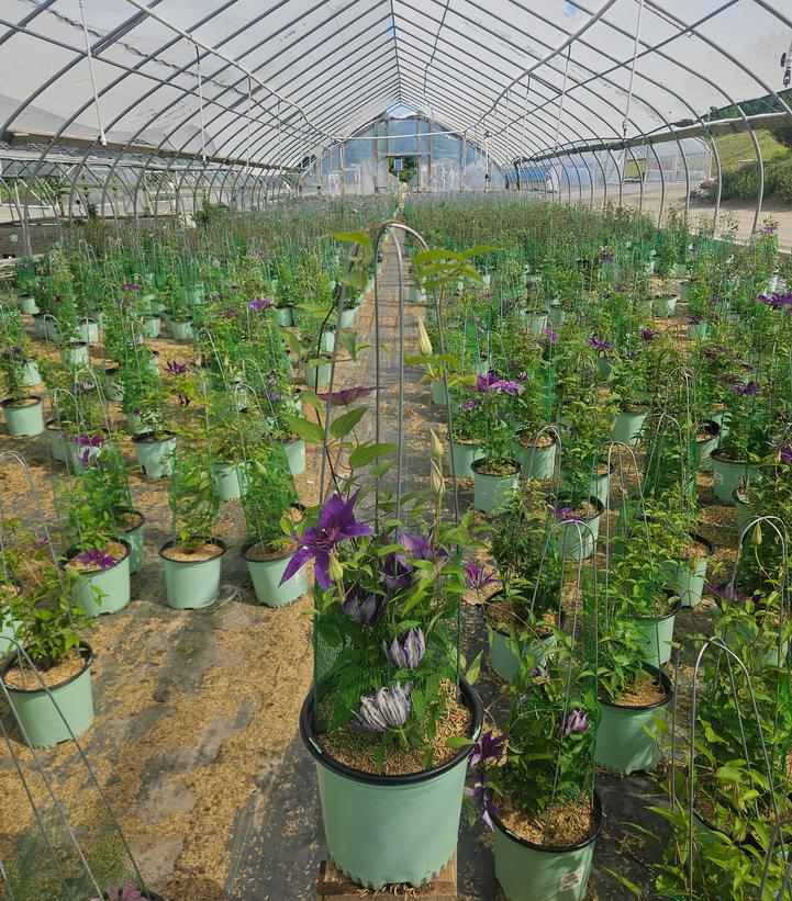 Clematis x Boulevard® Edda™