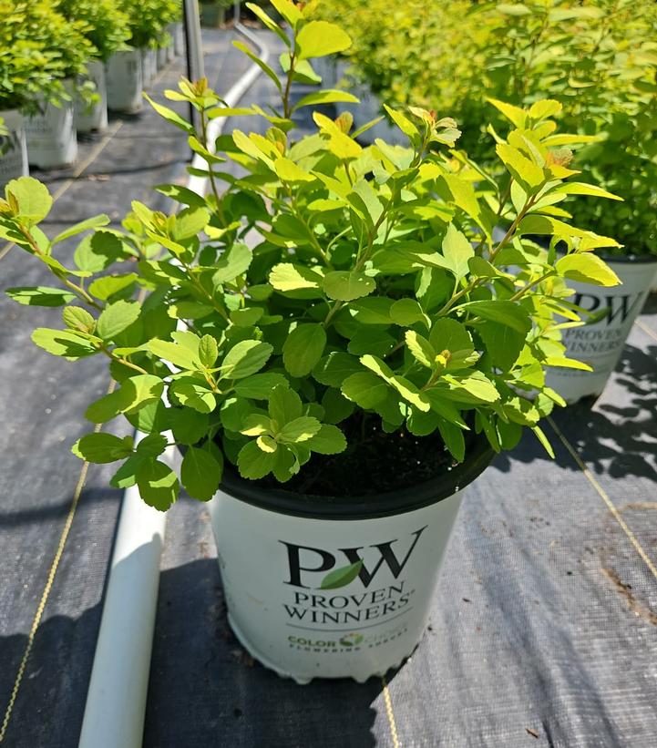 Spiraea betufolia Glow Girl®