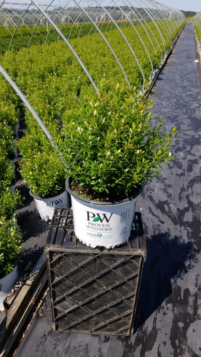 Ilex glabra Gem Box®