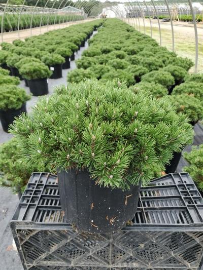 Pinus mugo 'Slowmound'