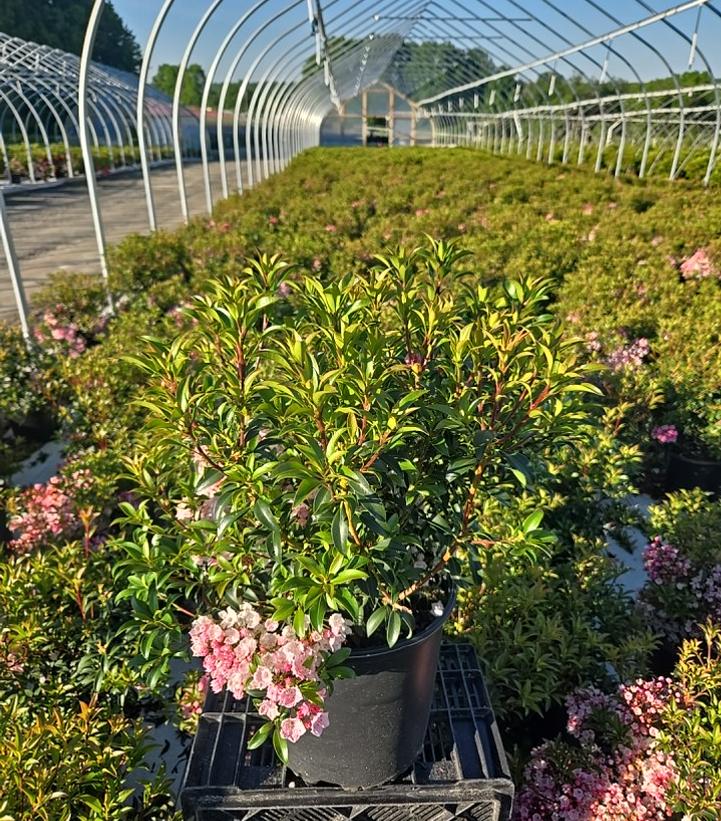 Kalmia latifolia 'Tinkerbell'
