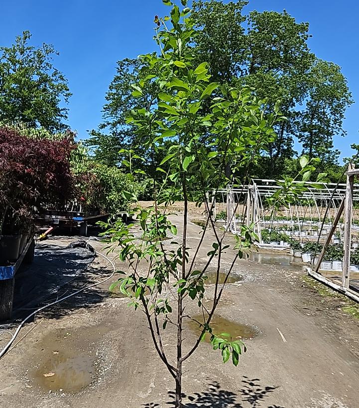 Prunus x domestica 'Green Gage'