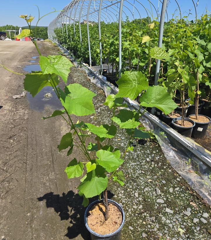 Vitis vinifera 'Cayuga White'